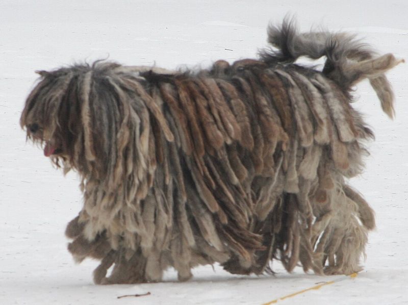 13 dramatic-looking dog breeds that make stormy weather look natural 10 Bergamasco Sheepdog