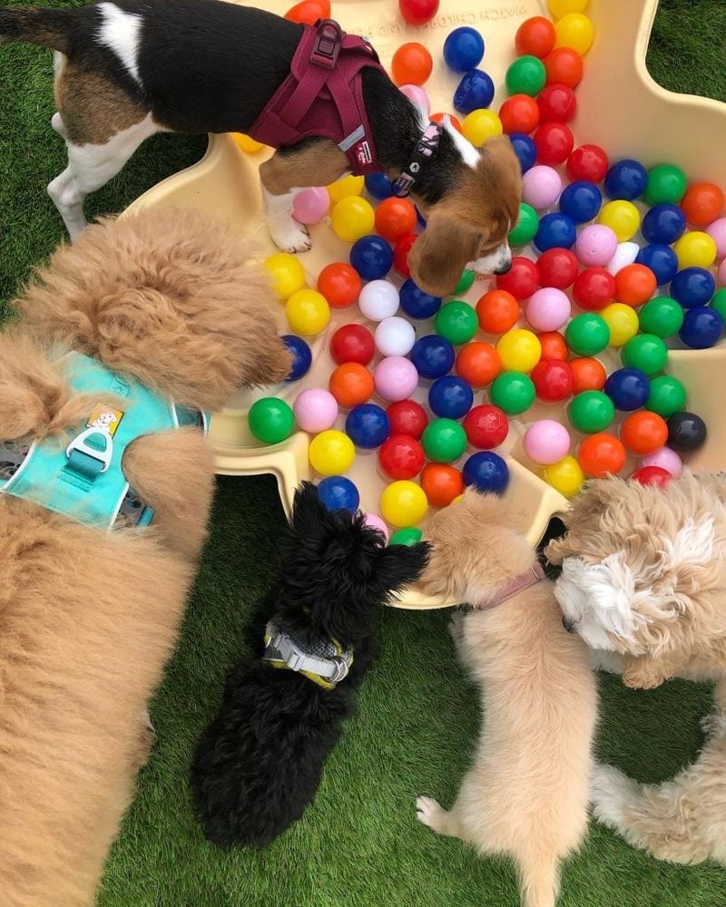 12 Common Everyday Mistakes That Can Accidentally Trigger Aggression in Dogs 4 Lack of Proper Socialization During Puppyhood