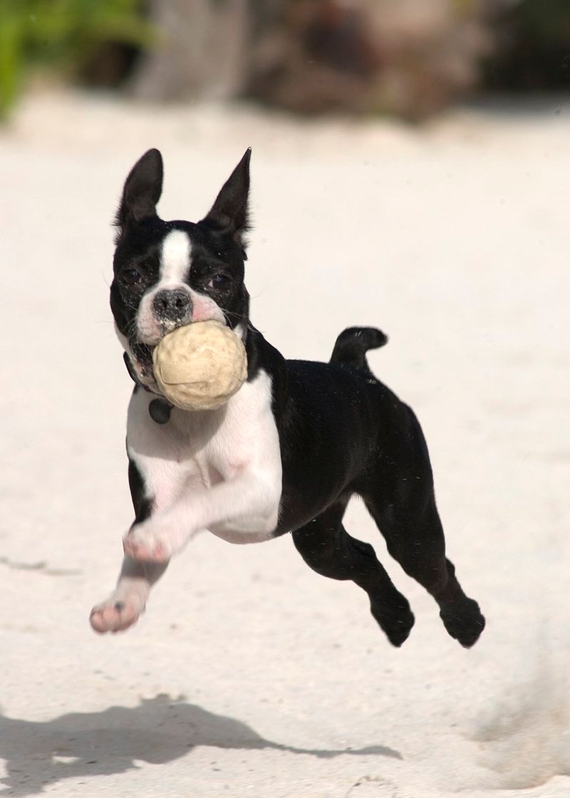 Boston Terrier