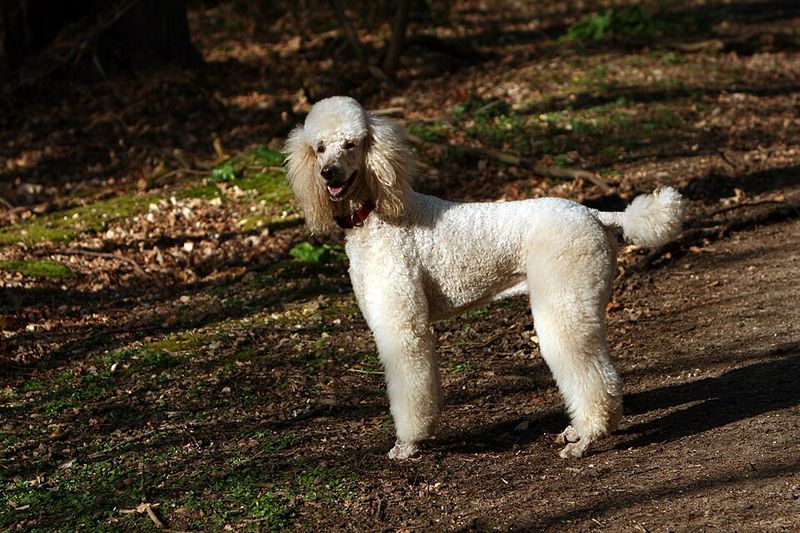 Owners who value consistency often return to these dog breeds again and again 7 Standard Poodle