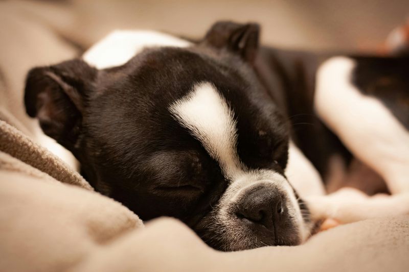 Boston Terrier
