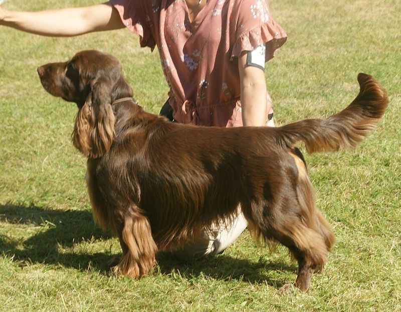These 13 medium-sized dogs can handle family chaos all day and still settle beautifully at night 11 Field Spaniel