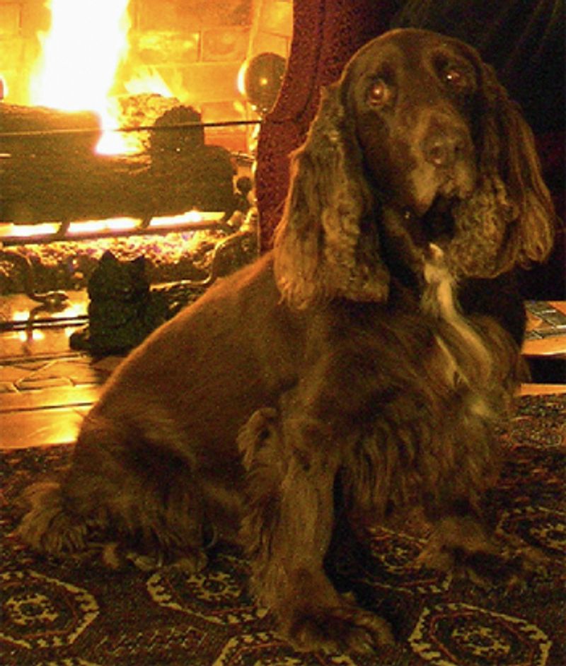 Field Spaniel