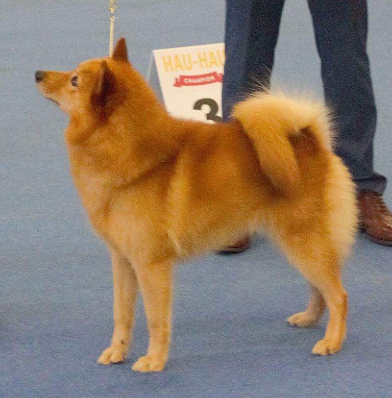 “Clicker Training Is Useless” Takes Are Going Viral - 14 Breeds Owners Mention Most in “It Didn’t Work” Threads 7 Finnish Spitz