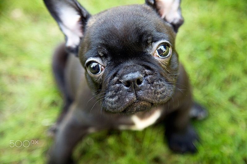 French Bulldog