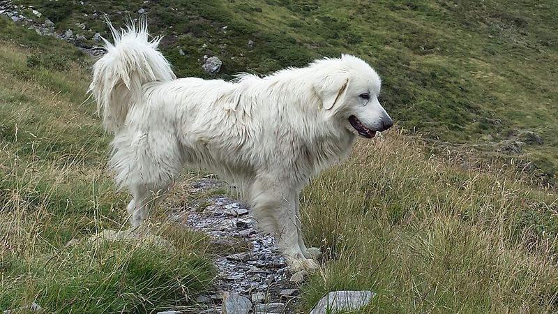 These 13 gorgeous dog breeds have stories far tougher than their appearance suggests 8 Great Pyrenees