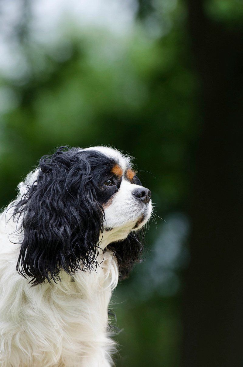 12 dogs that often benefit from one simple ear-care habit owners overlook 12 Cavalier King Charles Spaniel