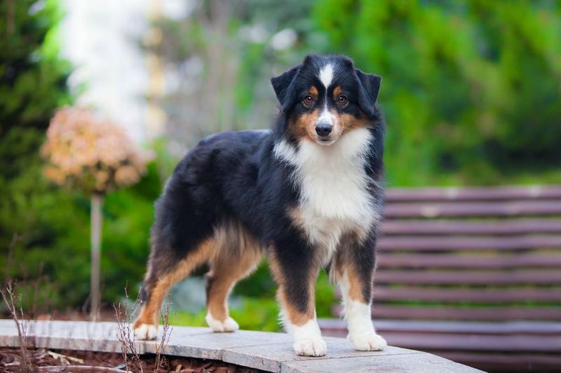 Miniature American Shepherd