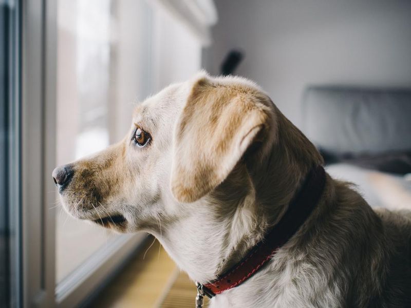 Keeping dogs isolated too often
