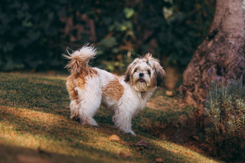 Shih Tzu