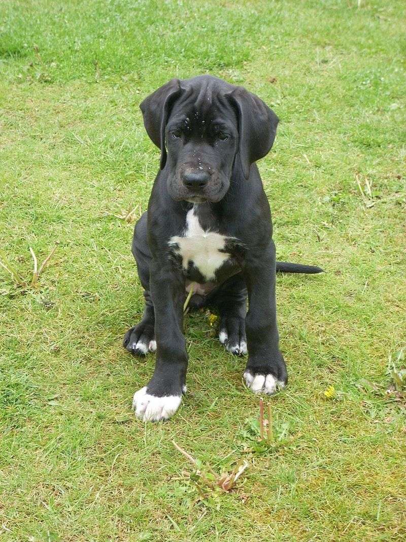 From cuddly puppies to powerful adults - These 12 breeds make a dramatic transformation 6 Great Dane