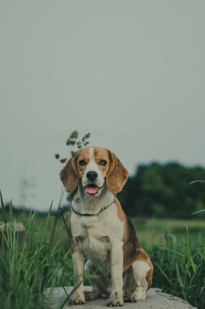 The smartest dog isn't always the one that obeys fastest - these breeds may prefer finding their own solution 4 Beagle