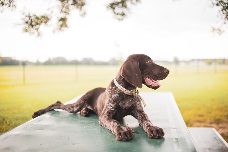 Your lifestyle may matter more than your favorite breed - these dogs show why 10 German Shorthaired Pointer