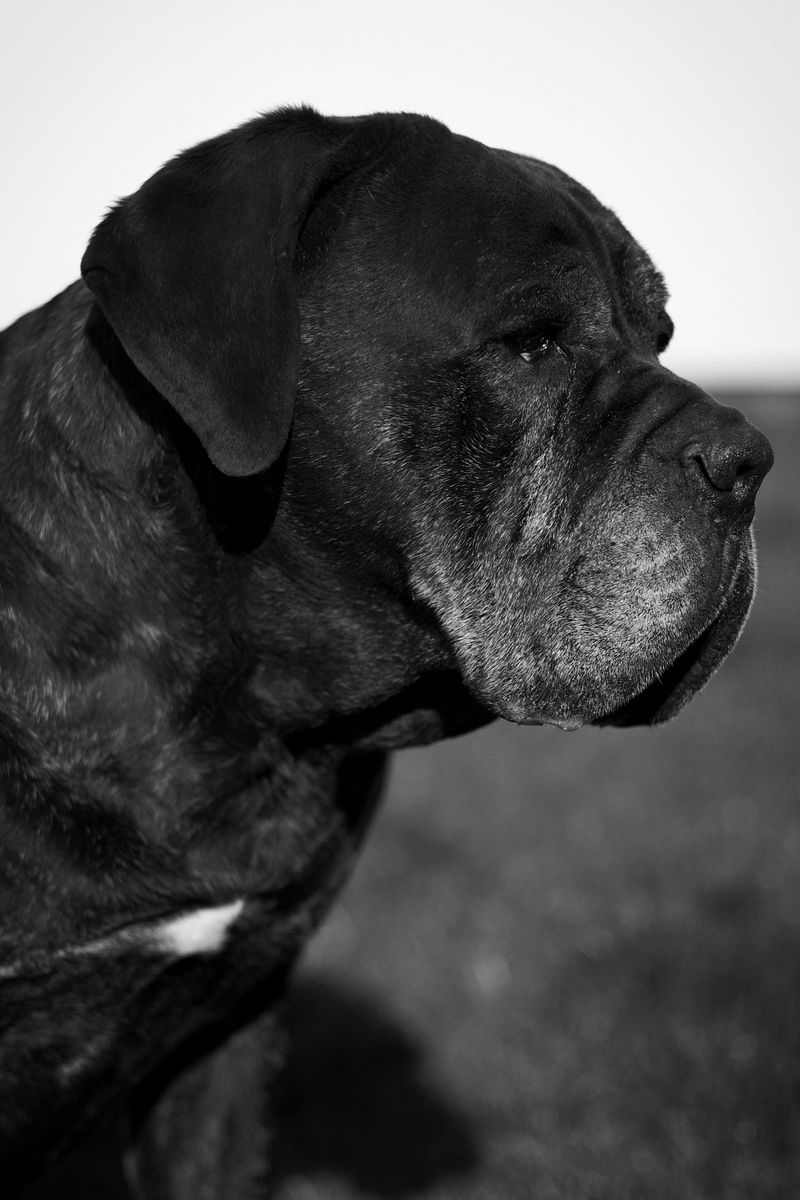 Cane Corso