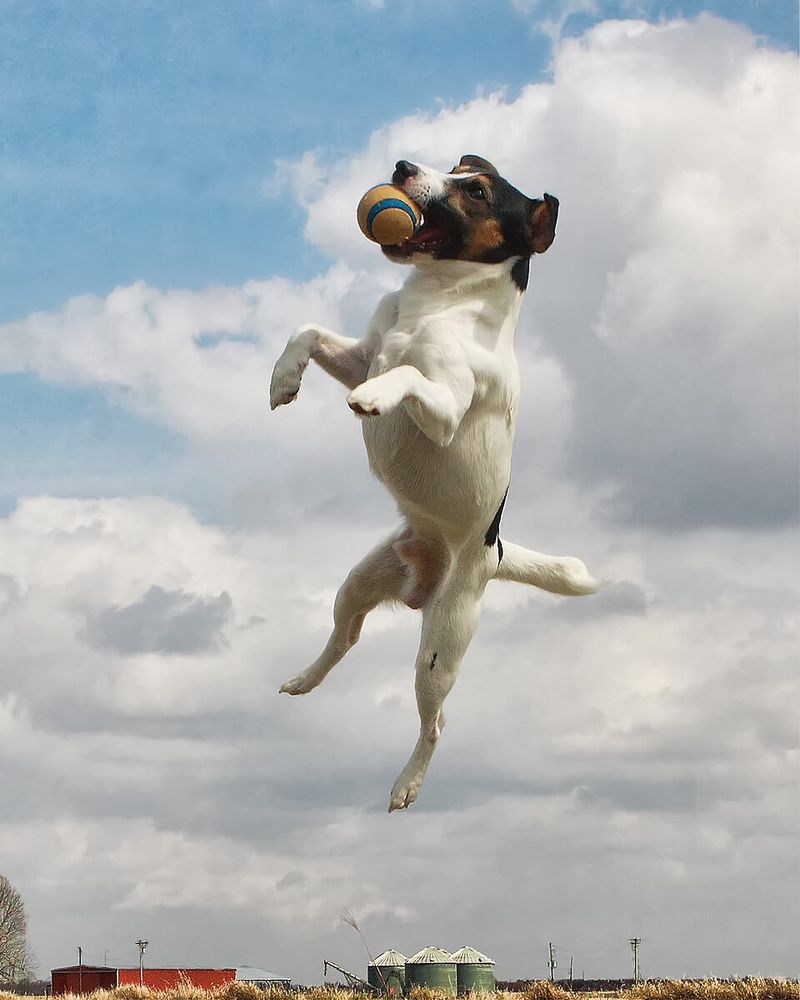 Jack Russell Terrier
