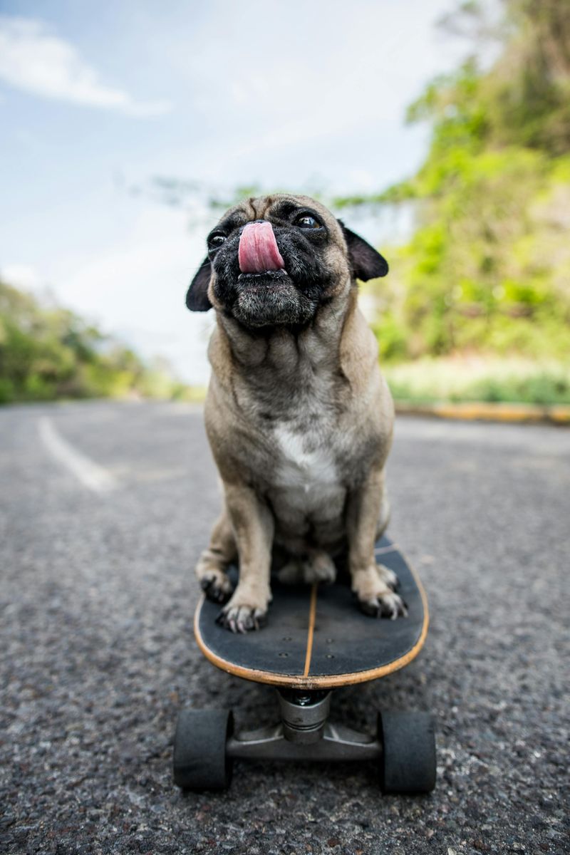 27 Gentle Dog Breeds Perfect for Learning the Joys of Dog Ownership 6 Pug