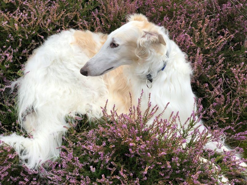 Borzoi