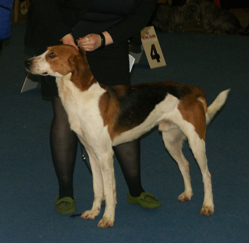 Foxhound