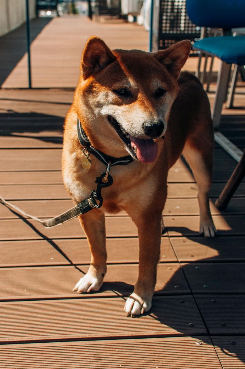 Shiba Inu