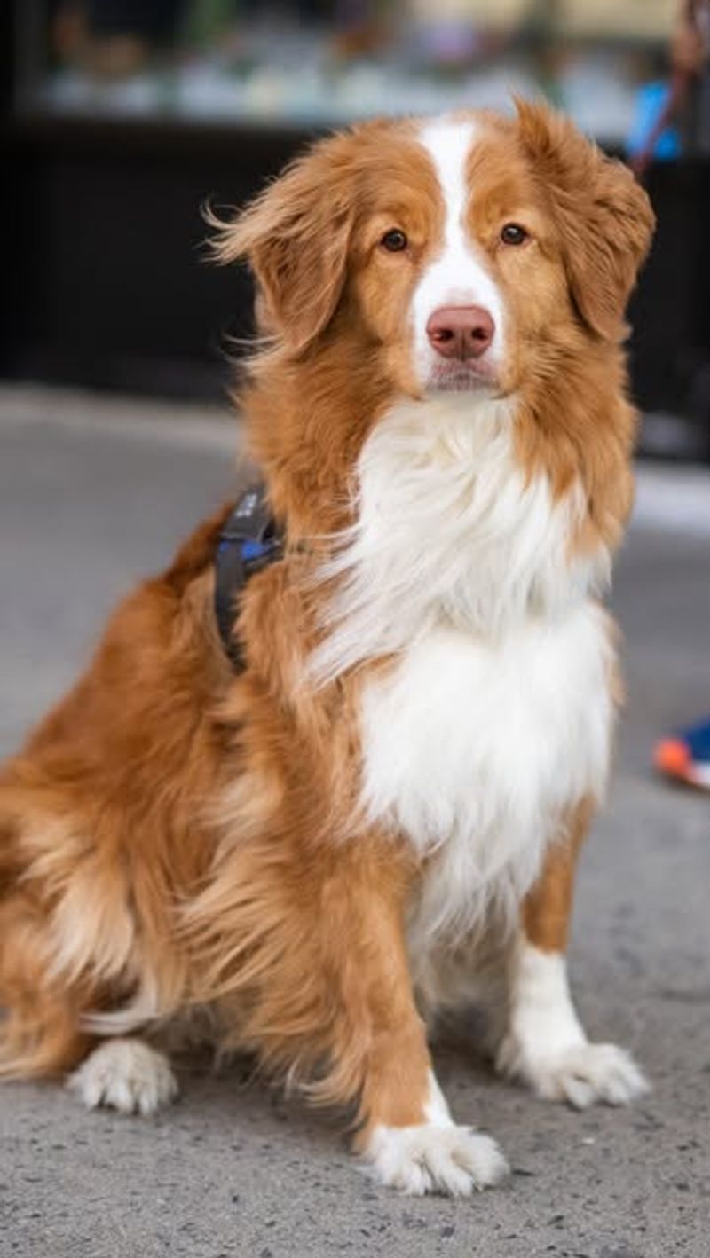 Nova Scotia Duck Tolling Retriever