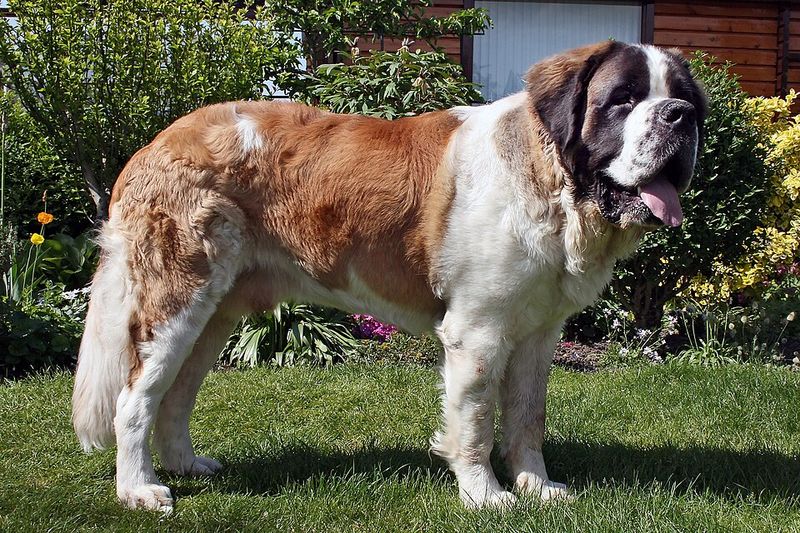 29 Big Dog Breeds with Gentle Temperaments 4 Saint Bernard