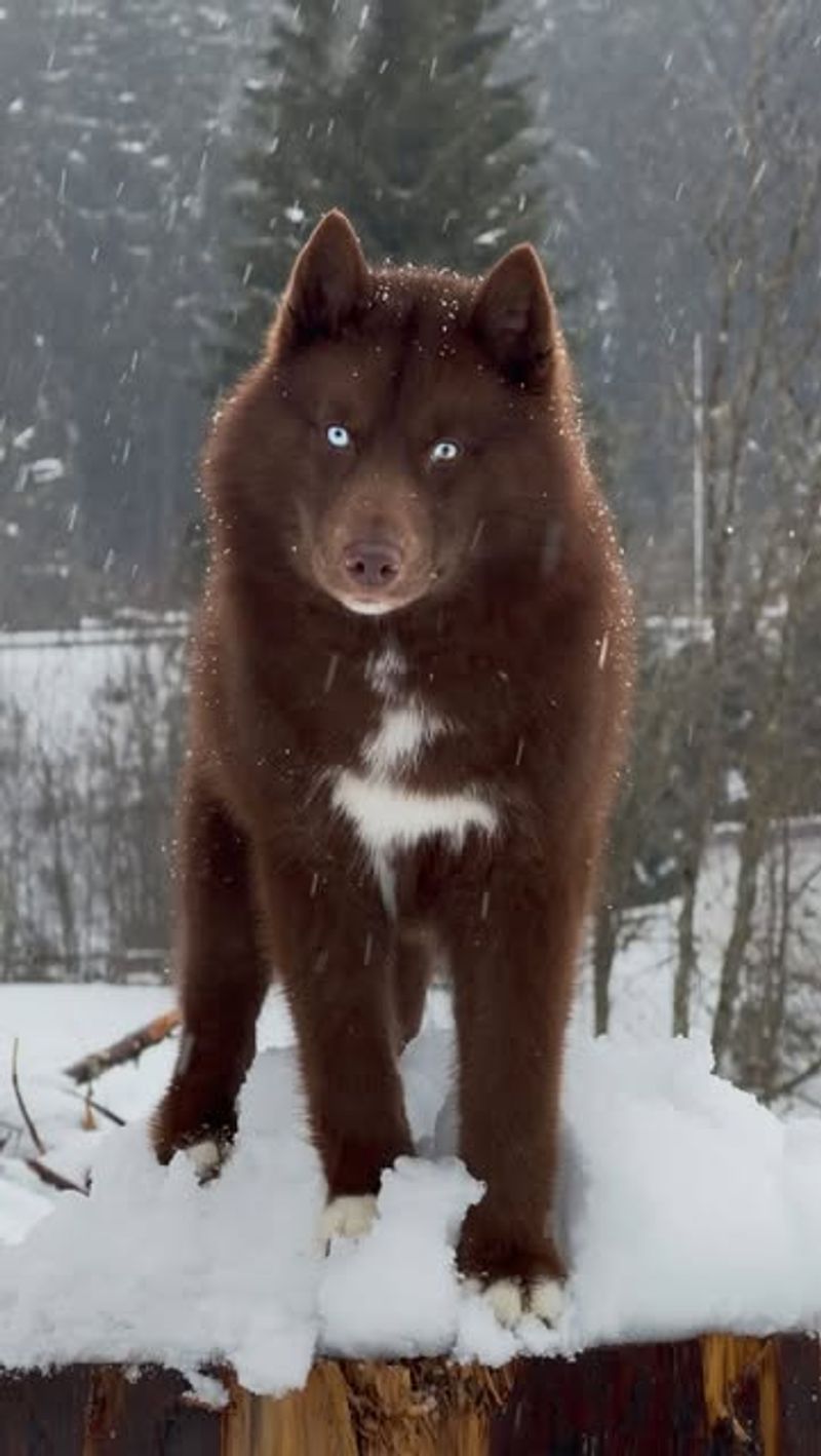 Sakhalin Husky