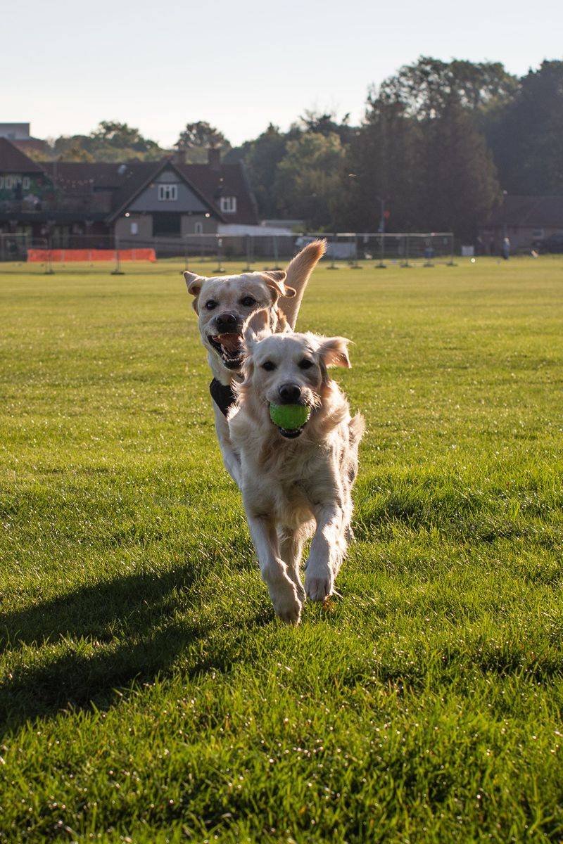 The leash comes off and the real test begins - these dog breeds often have what it takes to keep checking back 6 Golden Retriever