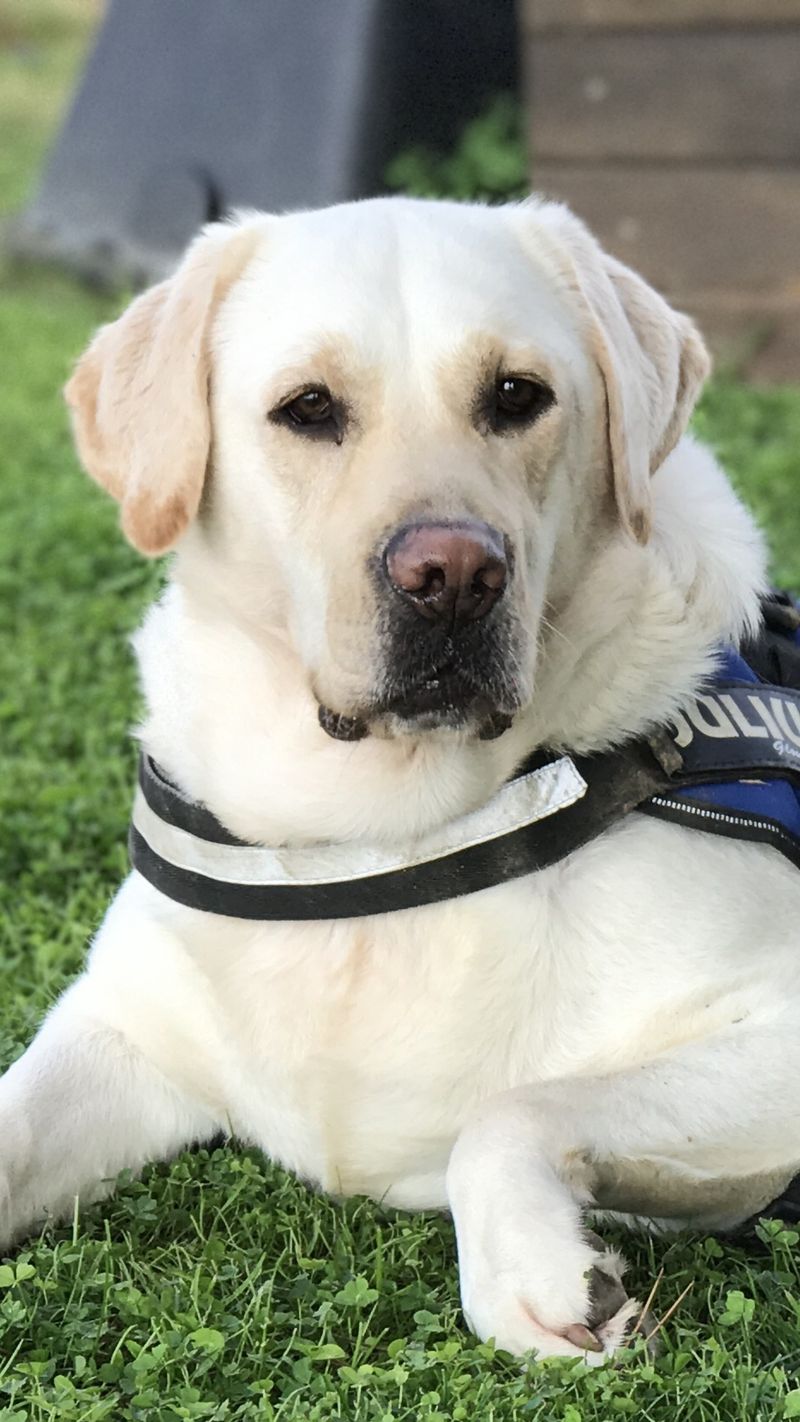 These dog breeds seem built for homes where something is always happening 3 Labrador Retriever