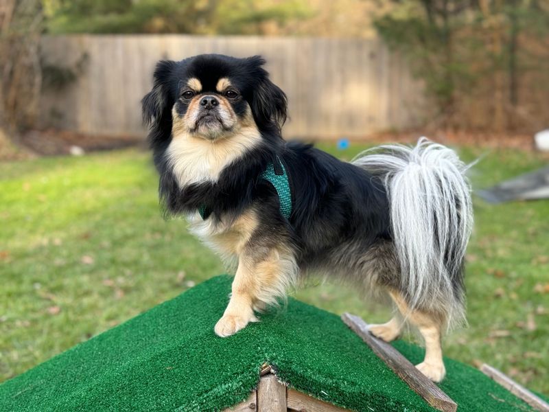 Looking for a companion with a built-in off switch? These breeds stand out 11 Tibetan Spaniel