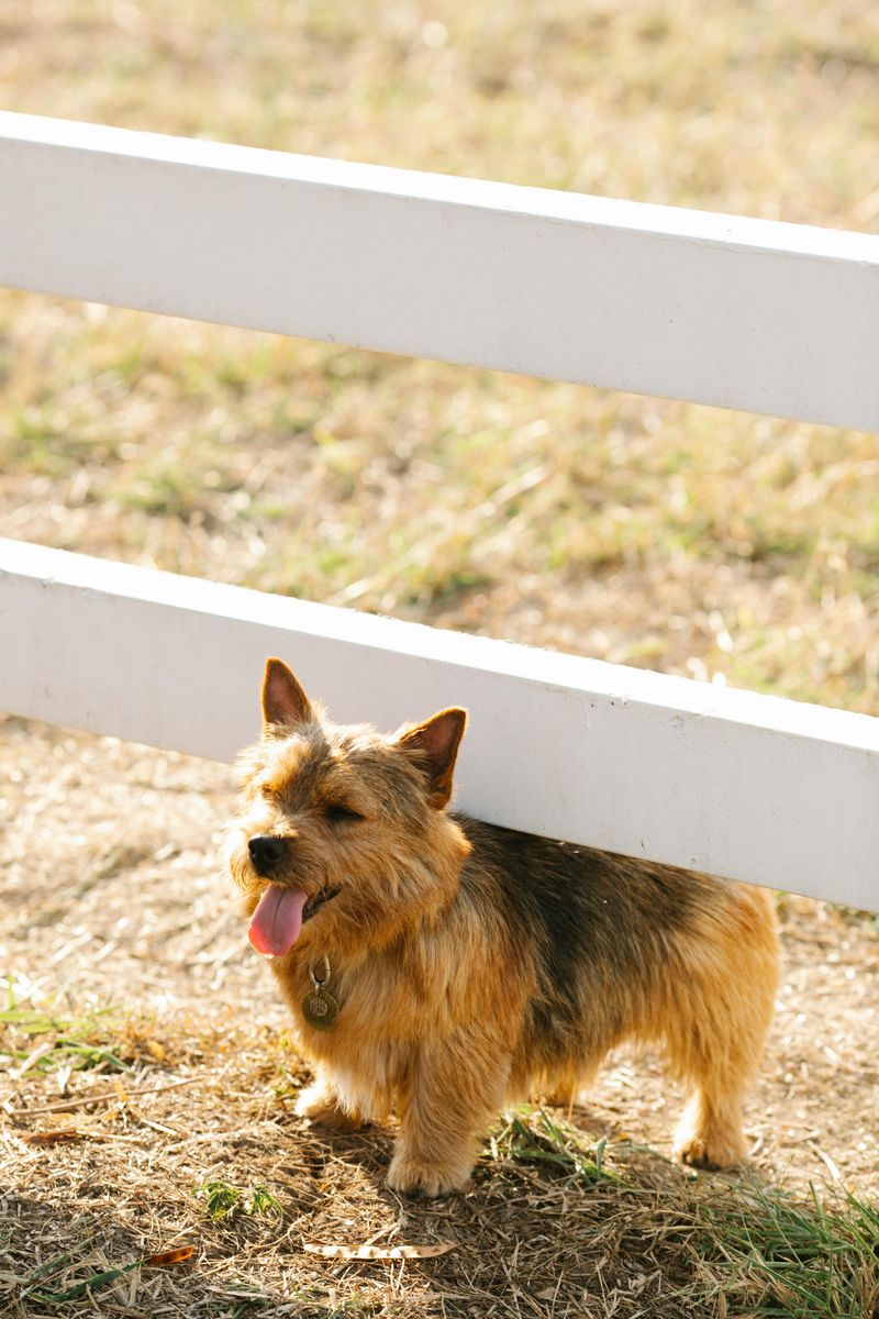 16 dog breeds that make digging look less like a habit and more like a mission 10 Norwich Terrier