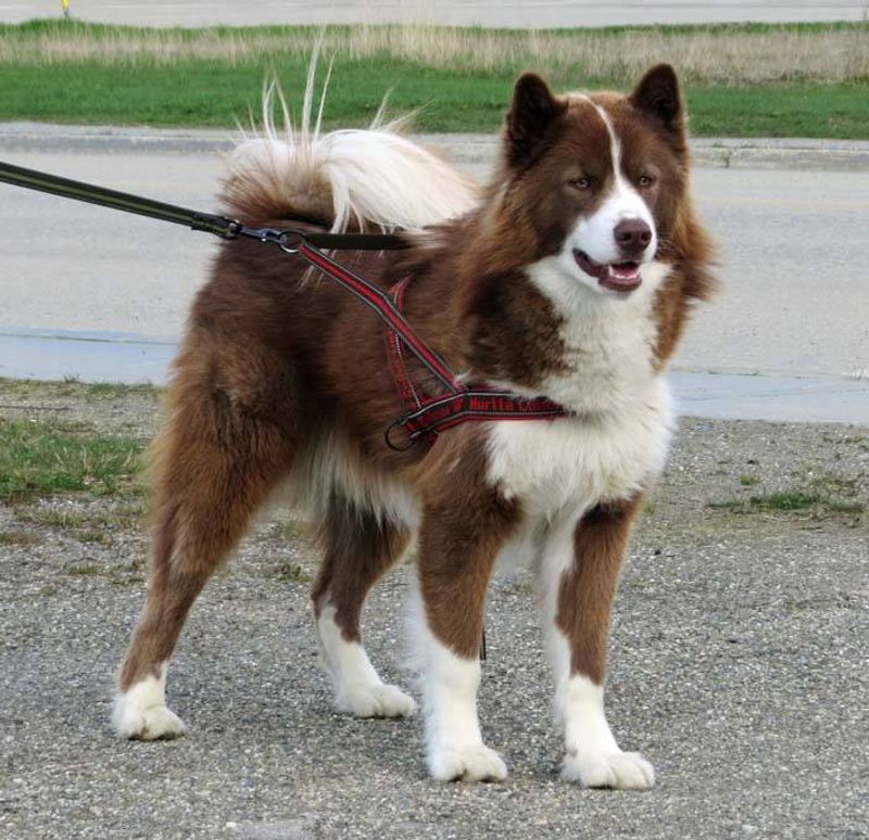 Canadian Eskimo Dog