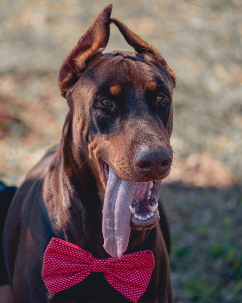 Doberman Pinscher