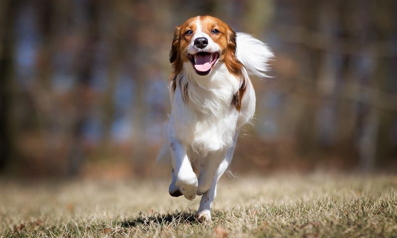 24 Distinctive Dog Breeds You Don’t See Every Day 23 Kooikerhondje