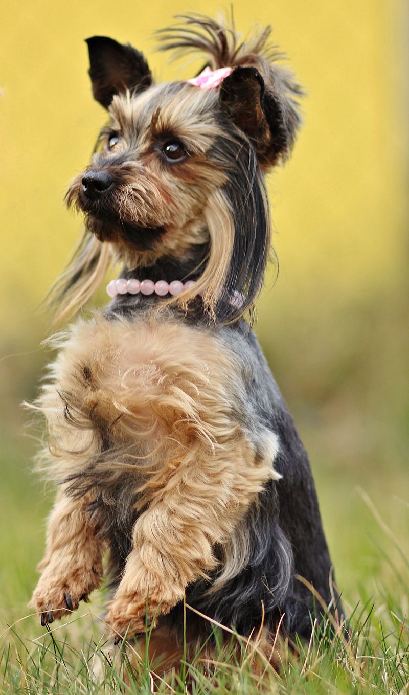 Silky Terrier