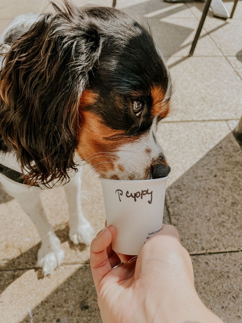 Every dog owner should know these 13 dangerous foods before it's too late 10 Caffeine