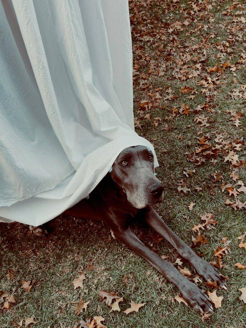 14 Easy Dog Tricks That Are Fun for Both of You 13 Peekaboo (Through the Legs)