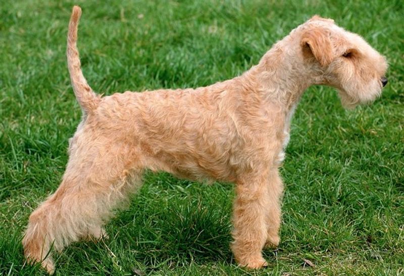 Lakeland Terrier
