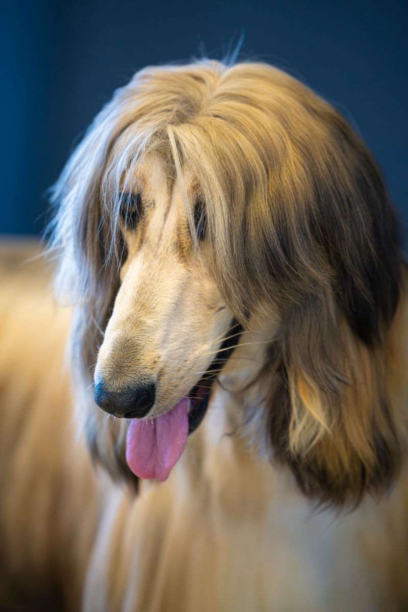 These 12 dog breeds frustrate many owners - until they discover what actually works 8 Afghan Hound