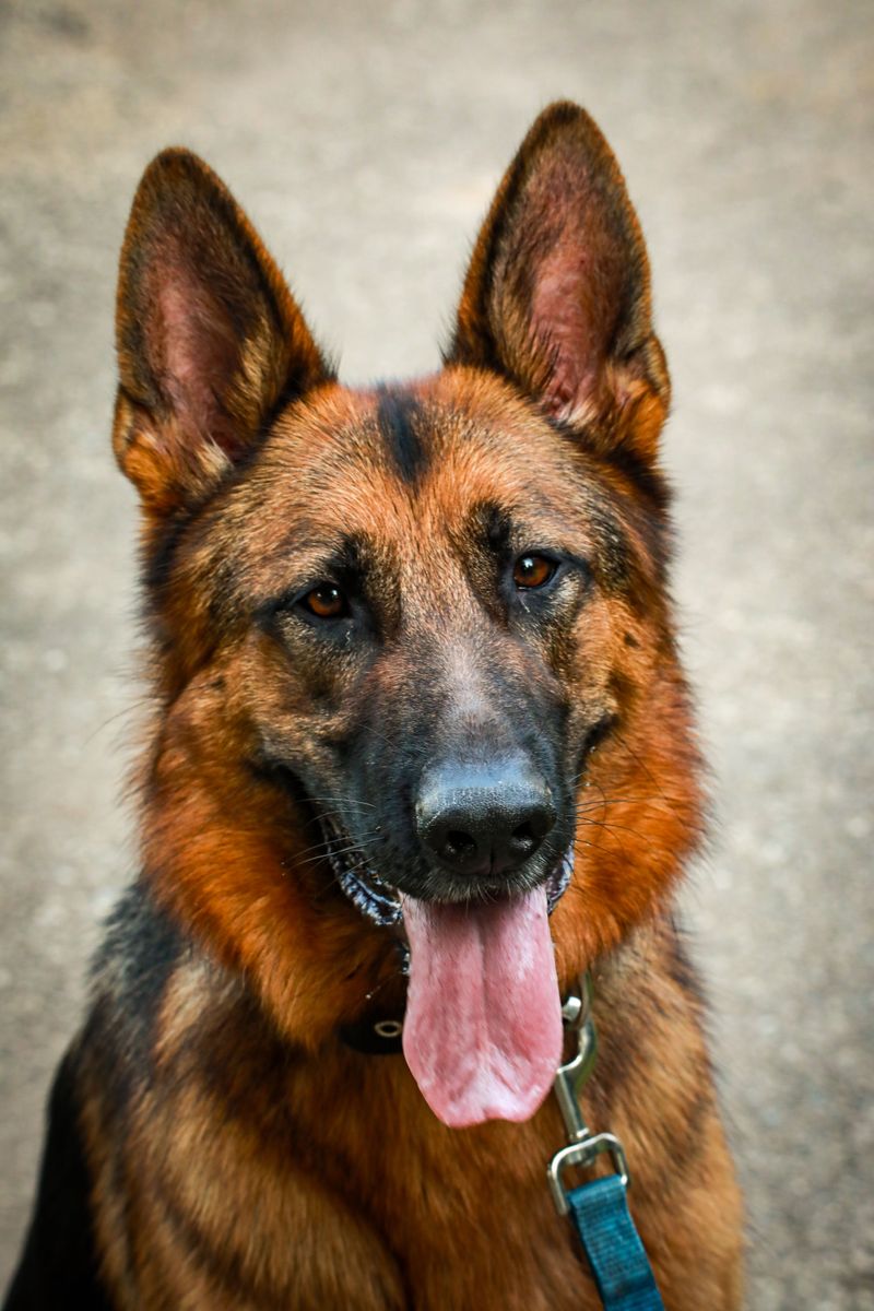 The young dog driving you completely crazy may eventually become the one you'd give anything to keep young 5 German Shepherd