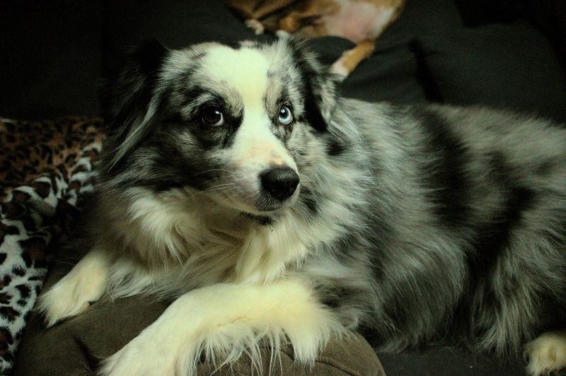 19 Emotionally Sensitive Dog Breeds That Need Constant Companionship 9 Australian Shepherd