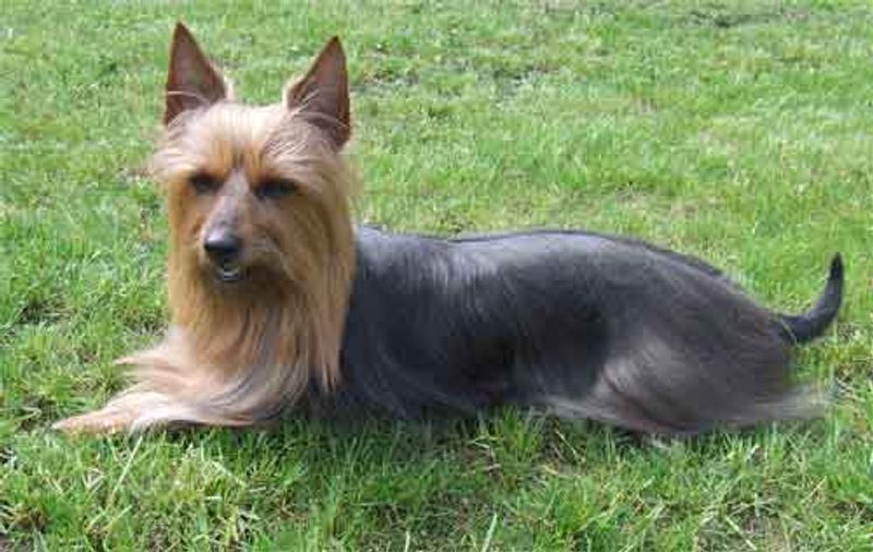 Silky Terrier