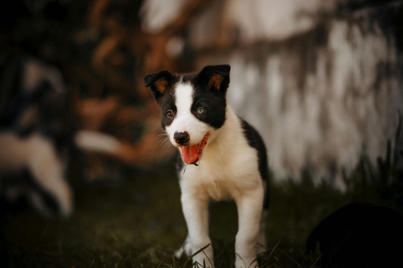 Border Collie Puppy