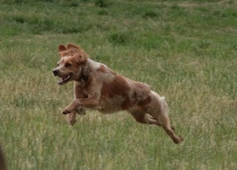 10 scent-driven breeds that can turn your living room into a search mission with almost no equipment 11 Brittany