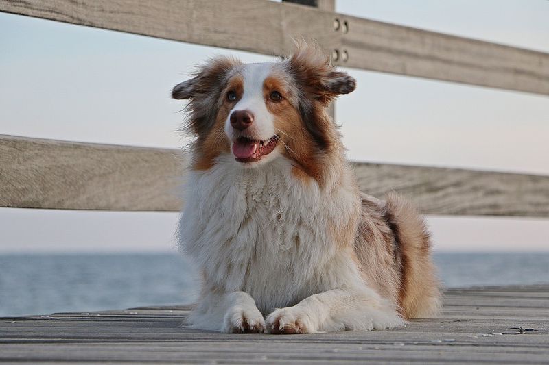 Australian Shepherd