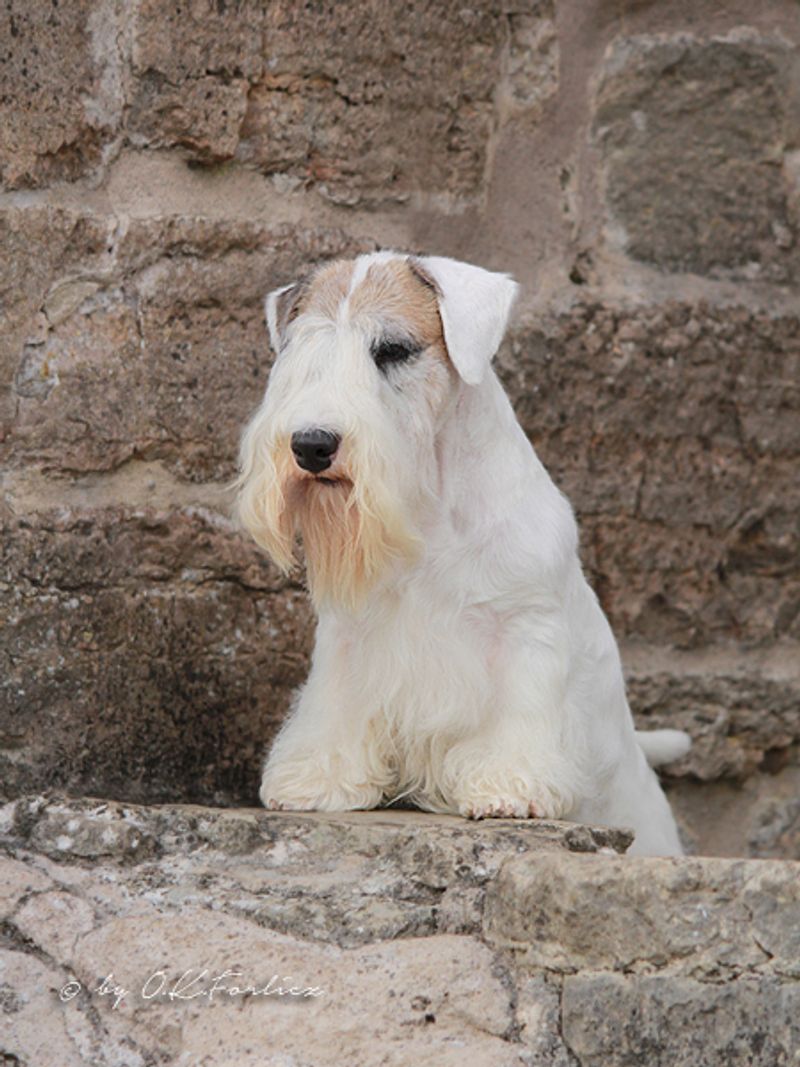 Sealyham Terrier
