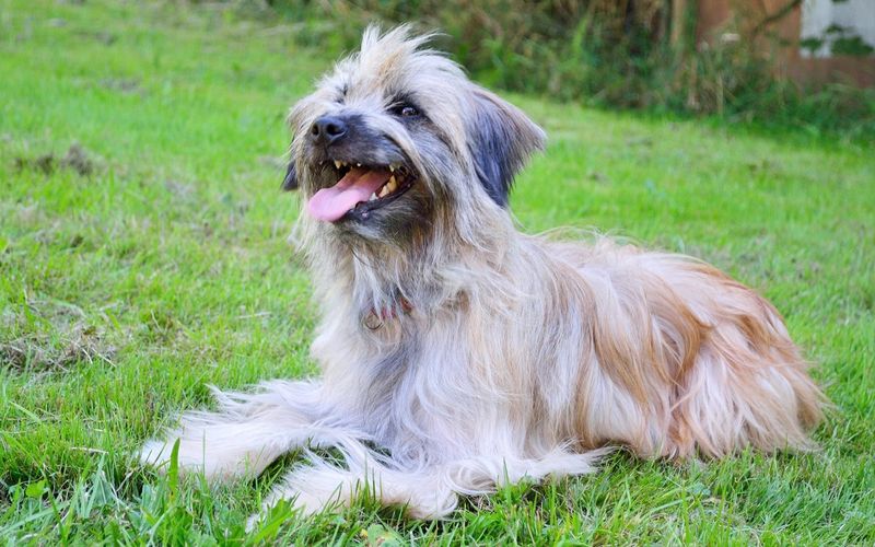 24 Distinctive Dog Breeds You Don’t See Every Day 25 Pyrenean Shepherd