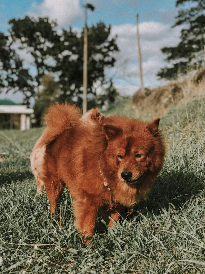 Chow Chow