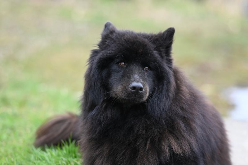 Swedish Lapphund