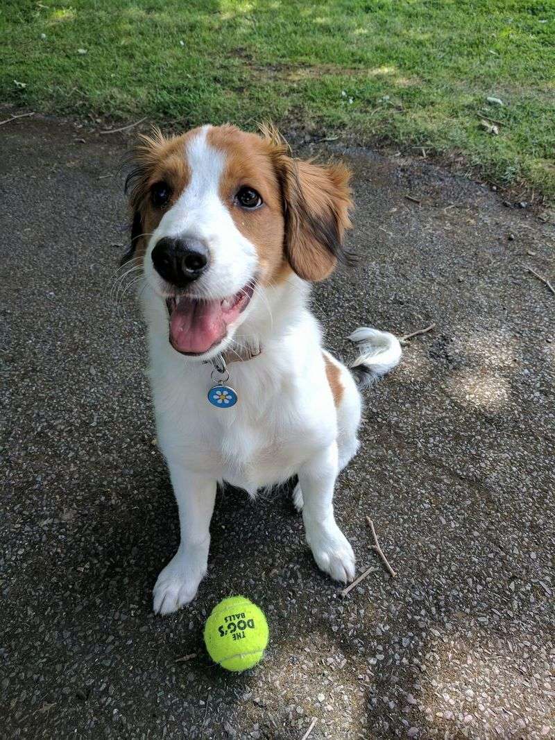 Kooikerhondje