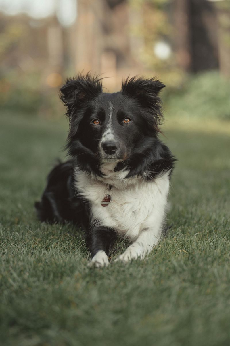Border Collie